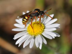 Nomada bifasciata